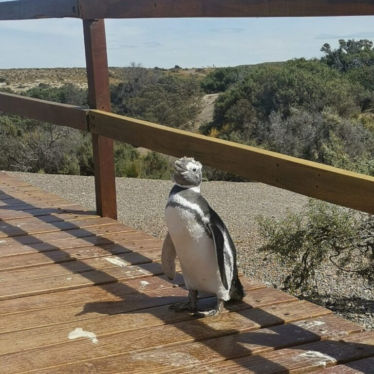 Punta Tombo : observer les manchots de Magellan